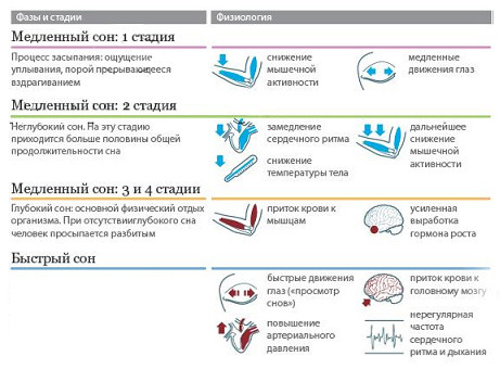 Сон с биологической точки зрения. Фазы быстрого и медленного сна. Быстрый и медленный сон. Фазы сна и гормоны. Механизмы быстрого и медленного сна.