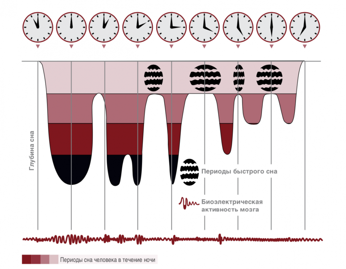 Диаграмма сна здорового человека