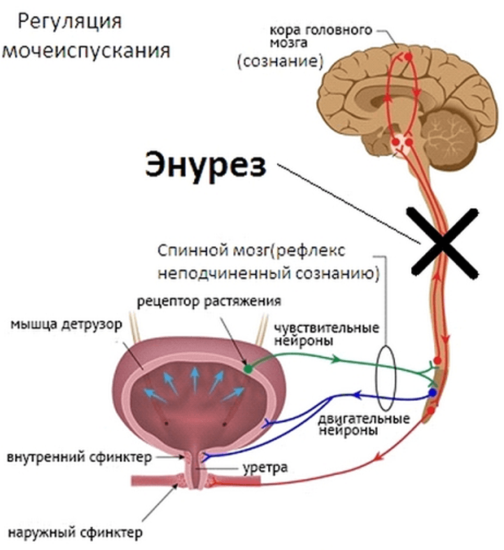 Рефлекс дефекации схема