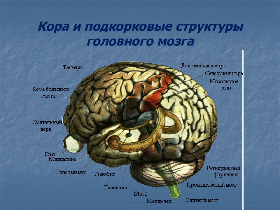 Низших отделов мозга